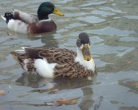 http___img.wallpapers-zone.com_wallpapers_animaux_canards_canards_003