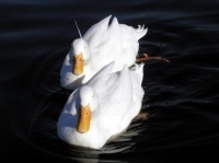 http___img.wallpapers-zone.com_wallpapers_animaux_canards_canards_004