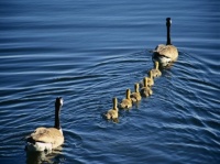 http___img.wallpapers-zone.com_wallpapers_animaux_canards_canards_006
