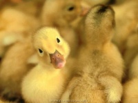 http___img.wallpapers-zone.com_wallpapers_animaux_canards_canards_008