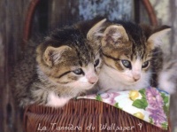 http___img.wallpapers-zone.com_wallpapers_animaux_chats_chats_048