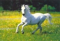 http___img.wallpapers-zone.com_wallpapers_animaux_chevaux_chevaux_146