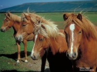 http___img.wallpapers-zone.com_wallpapers_animaux_chevaux_chevaux_166