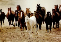 http___img.wallpapers-zone.com_wallpapers_animaux_chevaux_chevaux_175