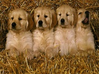 http___img.wallpapers-zone.com_wallpapers_animaux_chiens_chiens_036