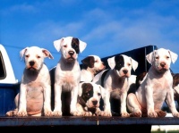 http___img.wallpapers-zone.com_wallpapers_animaux_chiens_chiens_237