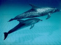 http___img.wallpapers-zone.com_wallpapers_animaux_dauphins_dauphins_001