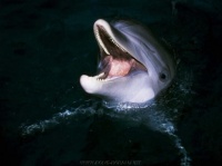 http___img.wallpapers-zone.com_wallpapers_animaux_dauphins_dauphins_004