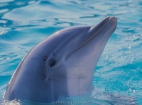 http___img.wallpapers-zone.com_wallpapers_animaux_dauphins_dauphins_005