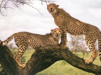 http___img.wallpapers-zone.com_wallpapers_animaux_guepards_guepards_001