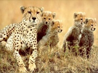 http___img.wallpapers-zone.com_wallpapers_animaux_guepards_guepards_006