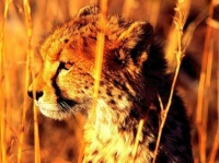 http___img.wallpapers-zone.com_wallpapers_animaux_guepards_guepards_008