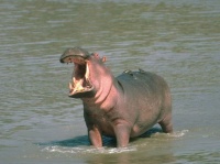 http___img.wallpapers-zone.com_wallpapers_animaux_hippopotames_hippopotames_003