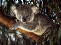 http___img.wallpapers-zone.com_wallpapers_animaux_kangourous_koalas_002(2)