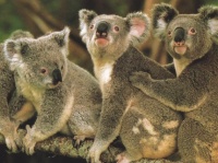 http___img.wallpapers-zone.com_wallpapers_animaux_koalas_koalas_001