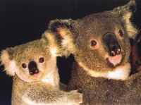http___img.wallpapers-zone.com_wallpapers_animaux_koalas_koalas_002