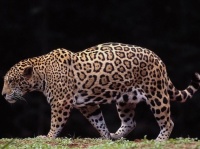 http___img.wallpapers-zone.com_wallpapers_animaux_leopards_leopards_002