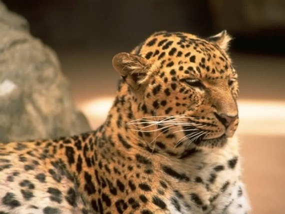 http___img.wallpapers-zone.com_wallpapers_animaux_leopards_leopards_004