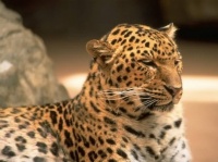 http___img.wallpapers-zone.com_wallpapers_animaux_leopards_leopards_004
