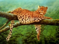 http___img.wallpapers-zone.com_wallpapers_animaux_leopards_leopards_006