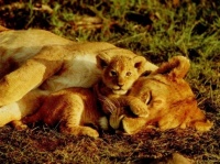 http___img.wallpapers-zone.com_wallpapers_animaux_lions_lions_002