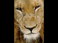 http___img.wallpapers-zone.com_wallpapers_animaux_lions_lions_004