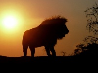 http___img.wallpapers-zone.com_wallpapers_animaux_lions_lions_012