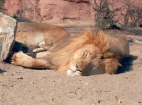 http___img.wallpapers-zone.com_wallpapers_animaux_lions_lions_014