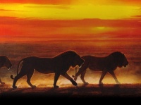 http___img.wallpapers-zone.com_wallpapers_animaux_lions_lions_017