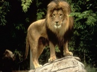 http___img.wallpapers-zone.com_wallpapers_animaux_lions_lions_023
