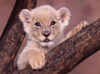 http___img.wallpapers-zone.com_wallpapers_animaux_lions_lions_025