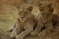 http___img.wallpapers-zone.com_wallpapers_animaux_lions_lions_038
