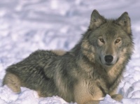 http___img.wallpapers-zone.com_wallpapers_animaux_loups_loups_001