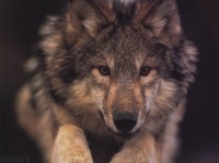 http___img.wallpapers-zone.com_wallpapers_animaux_loups_loups_008