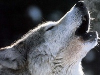 http___img.wallpapers-zone.com_wallpapers_animaux_loups_loups_020
