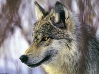 http___img.wallpapers-zone.com_wallpapers_animaux_loups_loups_030
