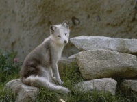 http___img.wallpapers-zone.com_wallpapers_animaux_loups_loups_032