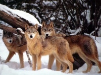 http___img.wallpapers-zone.com_wallpapers_animaux_loups_loups_035
