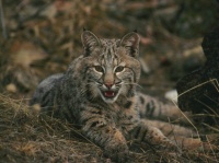http___img.wallpapers-zone.com_wallpapers_animaux_lynx_lynx_001