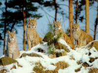 http___img.wallpapers-zone.com_wallpapers_animaux_lynx_lynx_003