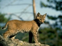 http___img.wallpapers-zone.com_wallpapers_animaux_lynx_lynx_004