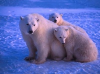 http___img.wallpapers-zone.com_wallpapers_animaux_ours_ours_001