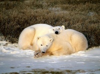 http___img.wallpapers-zone.com_wallpapers_animaux_ours_ours_017