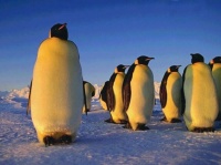 http___img.wallpapers-zone.com_wallpapers_animaux_pingouins_pingouins_011