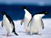 http___img.wallpapers-zone.com_wallpapers_animaux_pingouins_pingouins_014