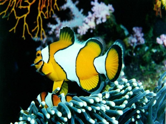 http___img.wallpapers-zone.com_wallpapers_animaux_poissons_poissons_015