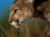 http___img.wallpapers-zone.com_wallpapers_animaux_pumas_pumas_002
