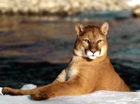 http___img.wallpapers-zone.com_wallpapers_animaux_pumas_pumas_006