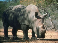 http___img.wallpapers-zone.com_wallpapers_animaux_rhinoceros_rhinoceros_004