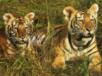 http___img.wallpapers-zone.com_wallpapers_animaux_tigres_tigres_001
